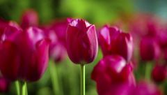 Более 2,5 миллиона разноцветных тюльпанов украсят Москву к 9 мая