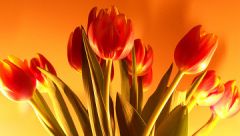 Более 5,7 млн тюльпанов вырастили подмосковные хозяйства к 8 марта