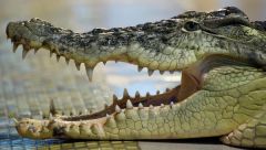 Мясо крокодилов с Филиппин может появиться на российских прилавках
