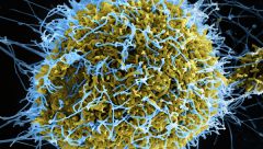 Скворцова: вирусологи готовятся испытать вакцину от Эболы на приматах
