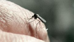 Москвичей предупредили о массовом появлении комаров