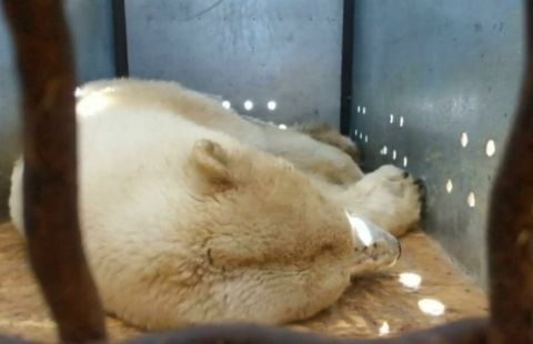 Московский зоопарк предложил выбрать имя для спасенной в Якутии медведицы