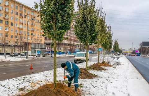 Высадка деревьев продолжается в рамках озеленения магистралей Москвы