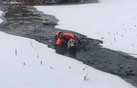 Московские спасатели 620 раз выезжали на помощь животным с начала года
