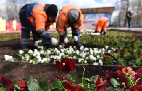 Более 56 млн цветов украсят Москву весной и летом