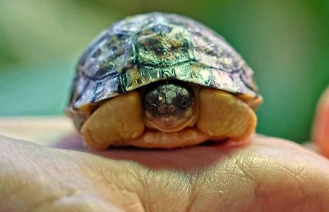 Редчайшая черепаха впервые вылупилась в террариуме Московского зоопарка